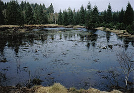 The peat bed shown above was already covered in still water in spring of 2006. The two board dams can be seen in the background