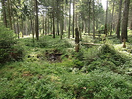 Der mit Soden überdeckte Stau im Vordergrund fügt sich in das Waldbild ein
