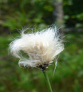 Scheidiges Wollgras (Eriophorum vaginatum)