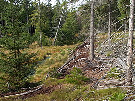 Edge of the peat bed in the Siebensäure moor