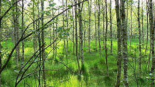 Birch moor forest in the Stengelhaide