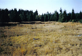 Weitestgehend trockener Torfstichbereich während der Umsetzung der Wiedervernässungsmaßnahmen im Herbst 2005