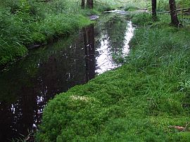 Backwater with good sphagnum growth
