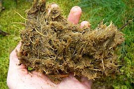 Deposited, but mostly preserved roots of peat mosses