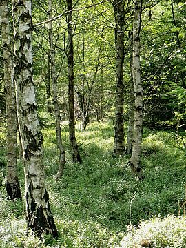 Birch moor woodlands in the Auerhahnmoor