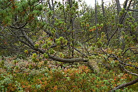 Typical bog pine forest with mountain pines and bog bilberries in the undergrowth