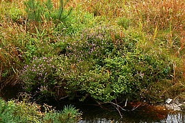 Heidekraut (Calluna vulgaris) im Kleinen Kranichsee