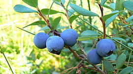 Früchte der Rauschbeere (Vaccinium uliginosum)