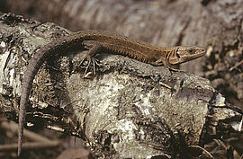 Viviparous lizard (Lacerta vivipara), Szczepanekcc by sa3.0 wikipedia