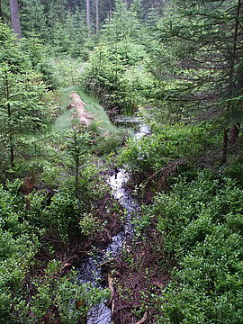 Durch den überdeckten Bretterdamm wird das Wasser in den zu vernässenden Moorwaldbereich geleitet.