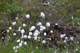 Hair’s tail cottongrass, an important fixture of the moor