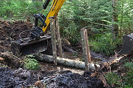 Fitting the lower spruce trunks (Stengelhaide Meadow 2018)