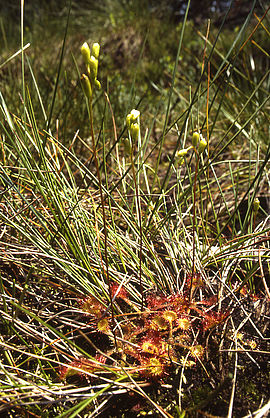 Leaf rosettes from the round-leaved sundew with insect-capturing leaves lie on the ground