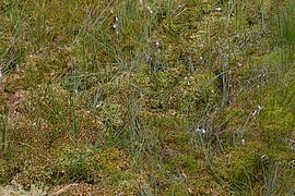 Peat moss in the Lehmheide