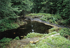 In den teilweise sehr tiefen Entwässerungsgräben mussten große Bretterdämme eingebaut werden, um das Wasser zurück zu stauen und seitlich in die Fläche zu verrieseln. (Sommer 2006)