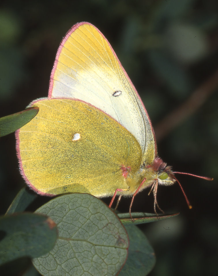 Moorland clouded yellow butterfly