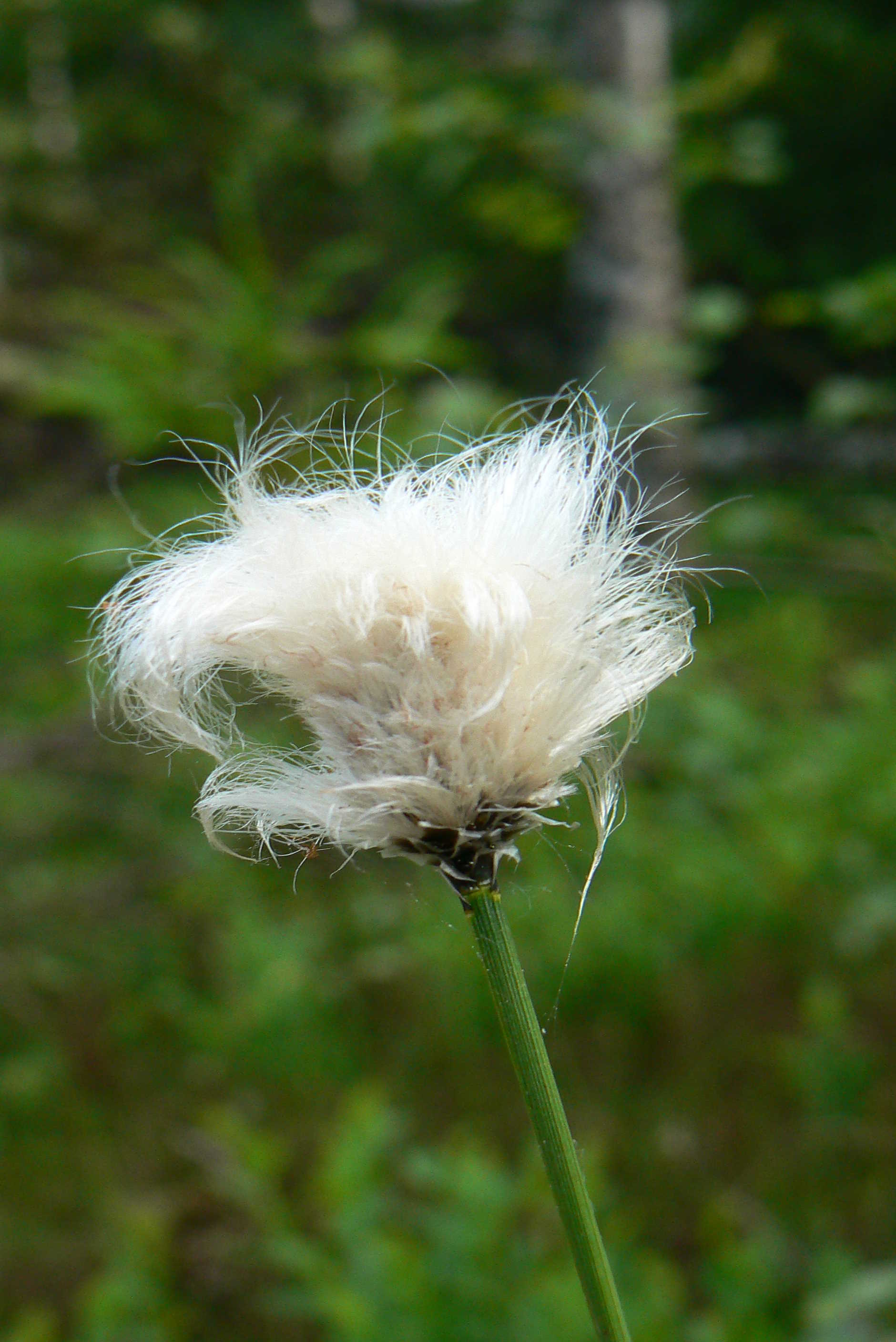 Hair’s-tail cottongrass