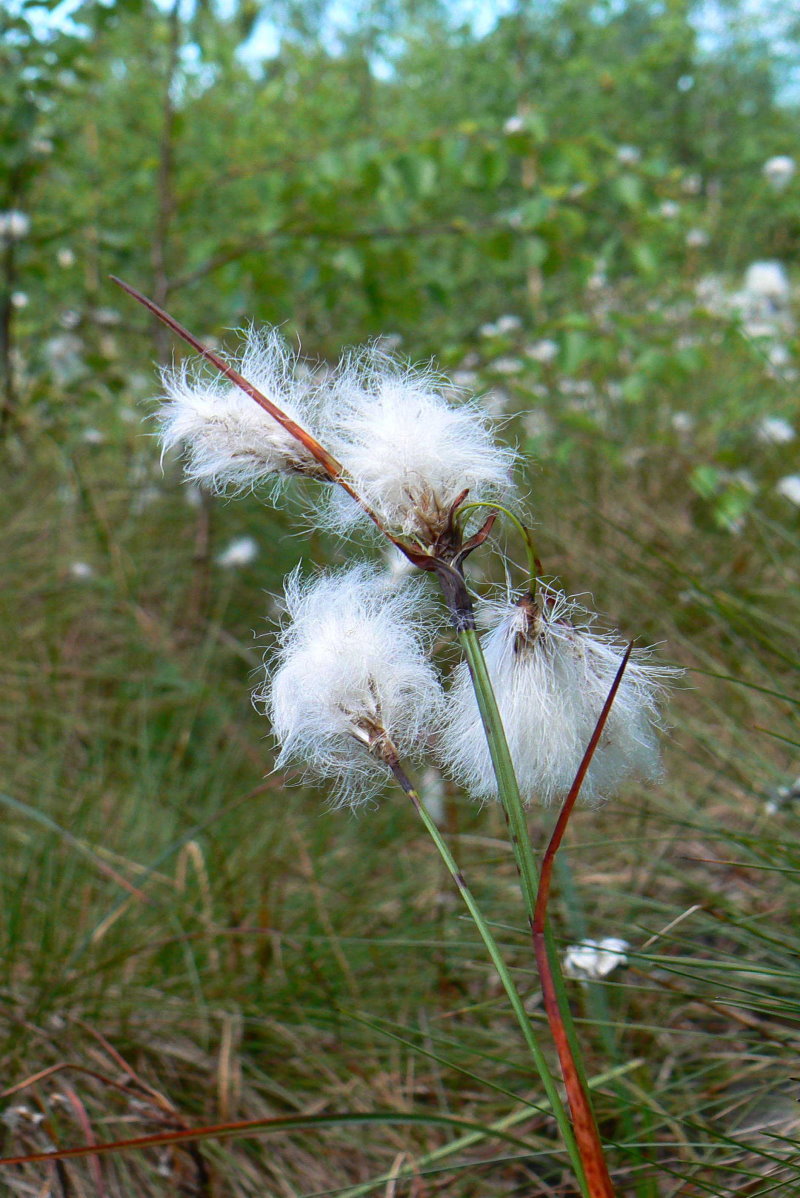 Schmalblättriges Wollgras (Eriophorum angustifolium) 